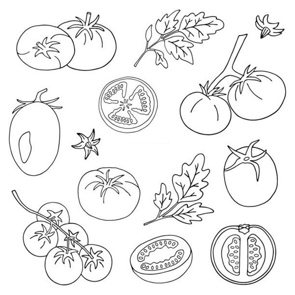Vector illustration with tomatoes on a white background. Outline drawing.