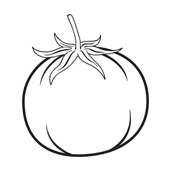 tomato outline vector illustration,isolated on white background,top view