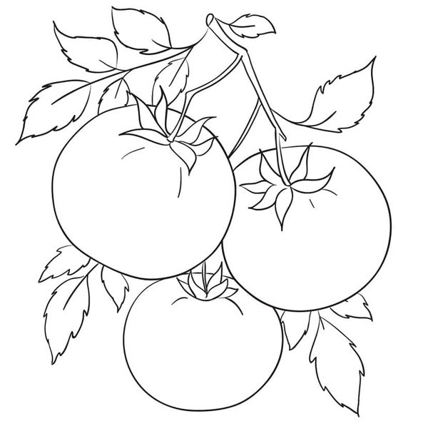 tô màu quả cà chua 21