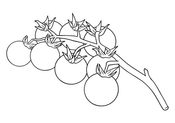 tô màu quả cà chua 25