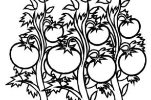 Bộ sưu tập 102+ tranh tô màu quả cà chua đẹp mắt cho bạn