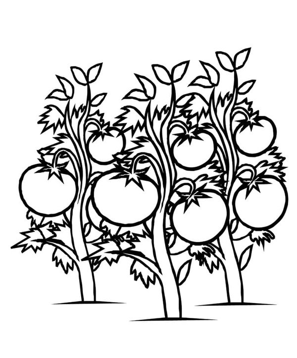 tô màu quả cà chua 33