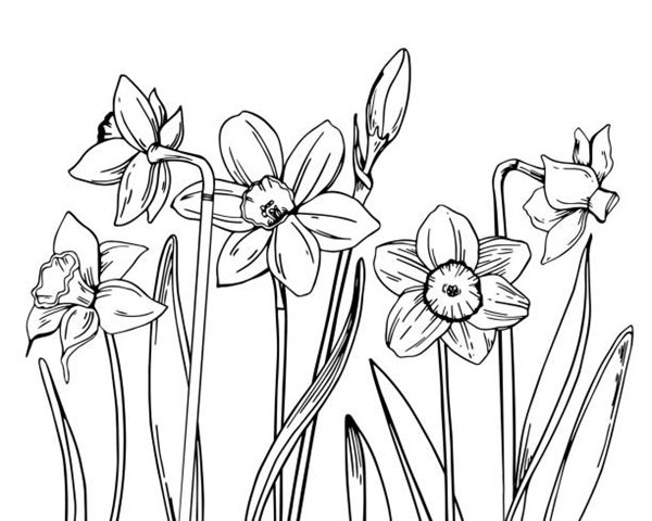 tô màu vườn hoa 6