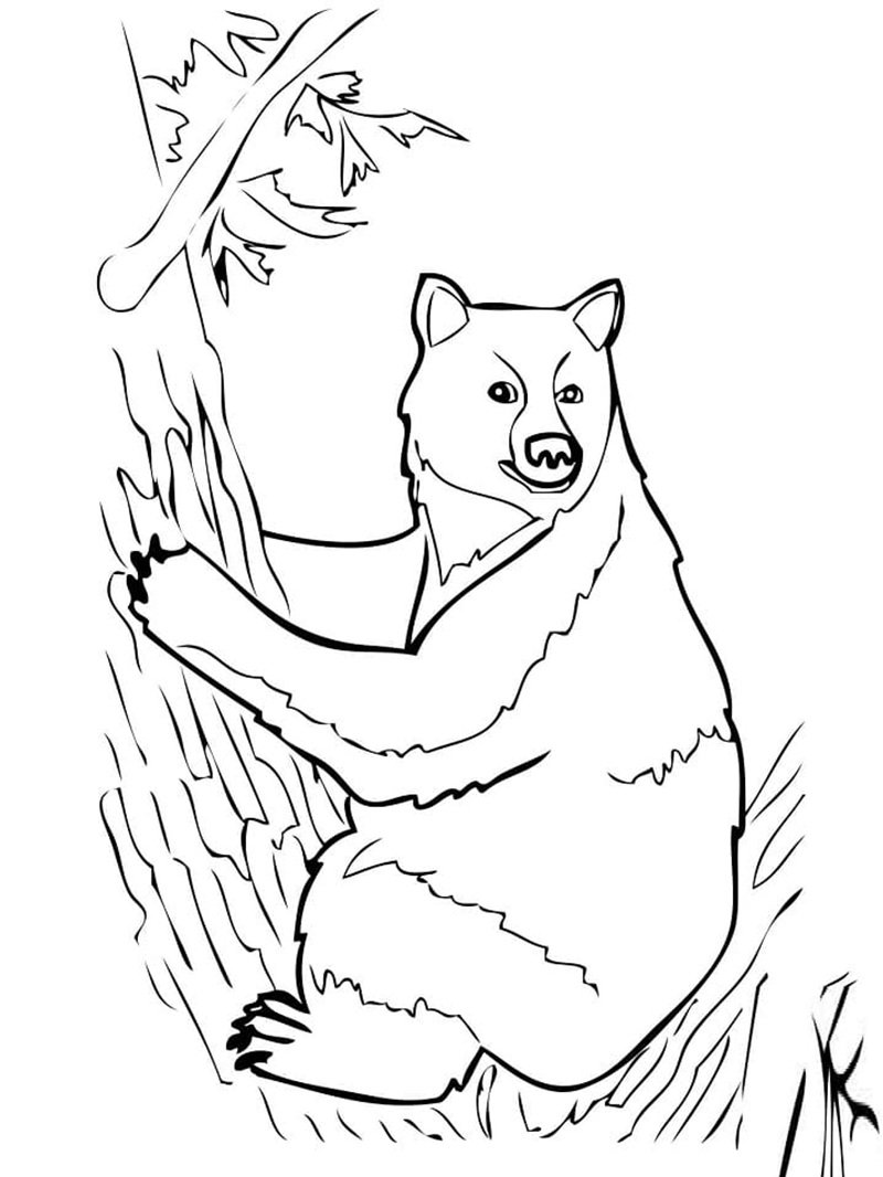 tranh tô màu con gấu 15
