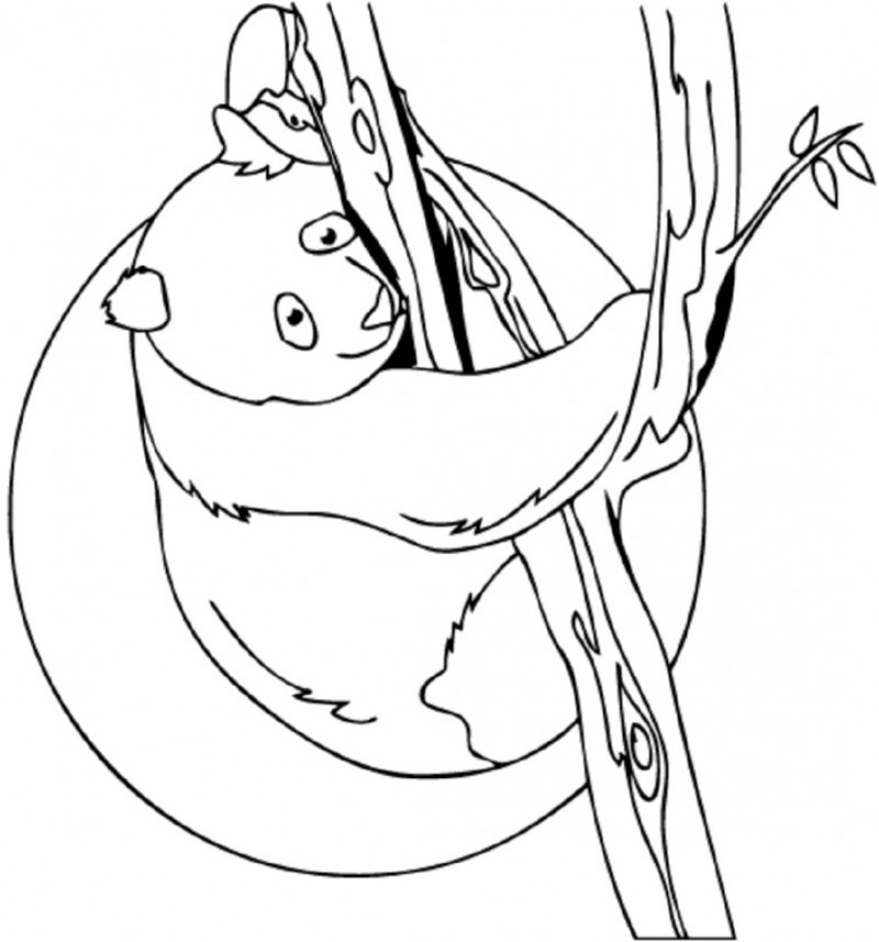 tranh tô màu con gấu 5