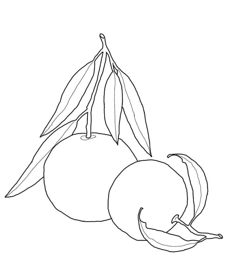 tranh tô màu quả cam 14